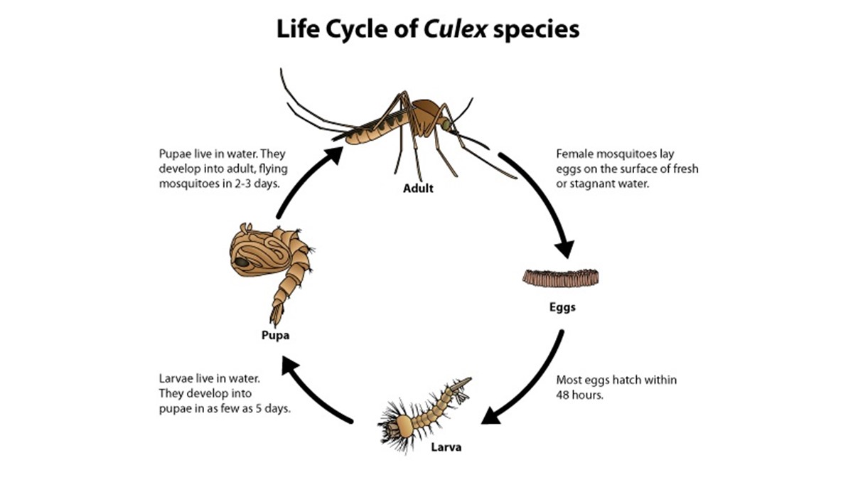 1757403746187899.jpg mo1.jpg