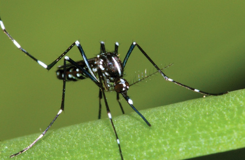 1757404664515022.jpg tiger 2.jpg