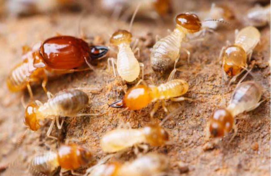 1757406717429500.jpg T3.jpg