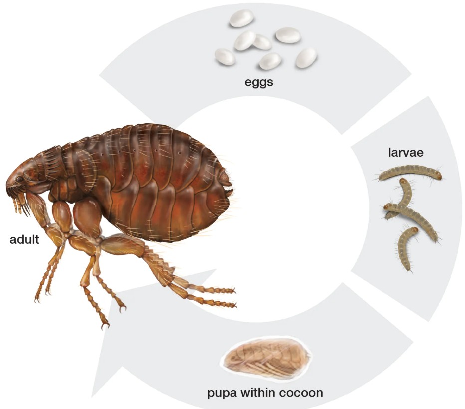 1757566078505550.jpg f1.jpg