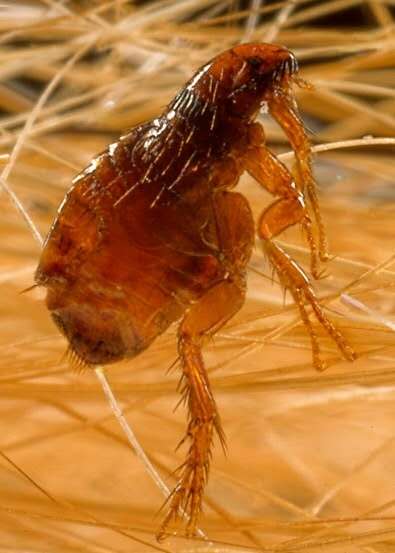 1757566116556681.jpg fs3.jpg