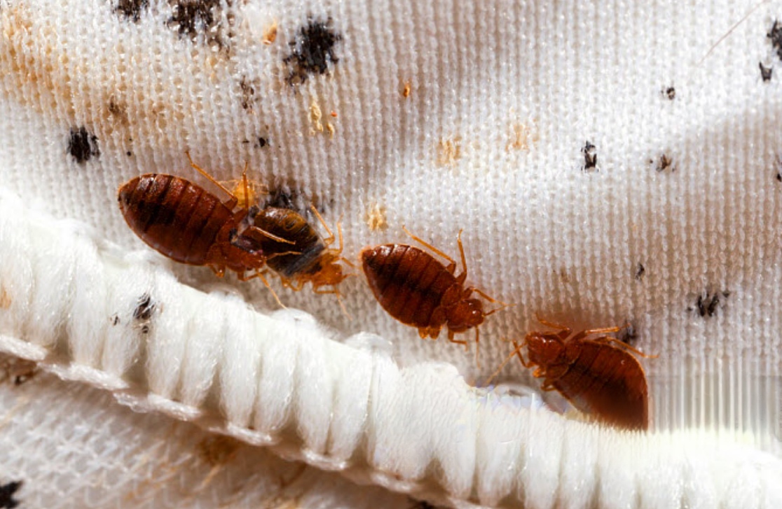 1757833984370779.jpg d4.jpg