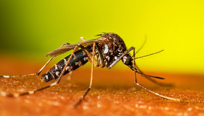 Aedes vigilax mosquito