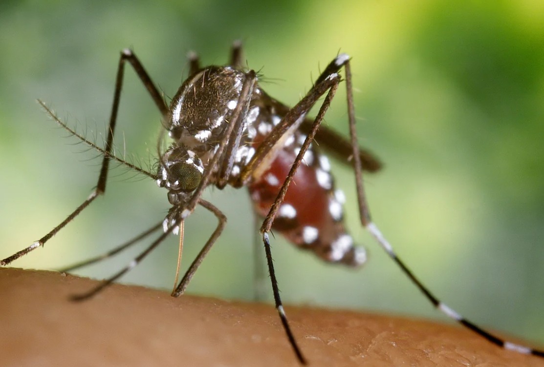 Asian Tiger Mosquito