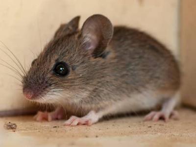 Australia  House  Mice 