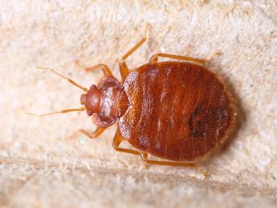 Bed Bug Australia