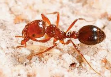 Fire Ants   